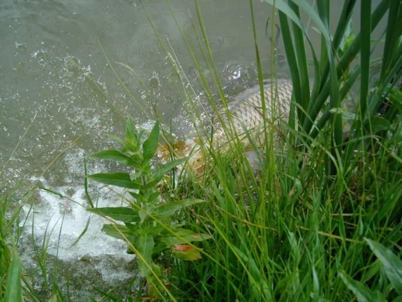 Pescuit :) - captura20de20crap20in20luna20septembrie1.jpg